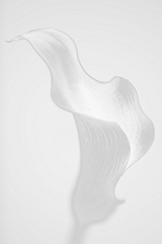 BLACK_AND_WHITE__ARUM_LILY