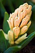 EMERGING BUDS OF HYACINTH GIPSY QUEEN