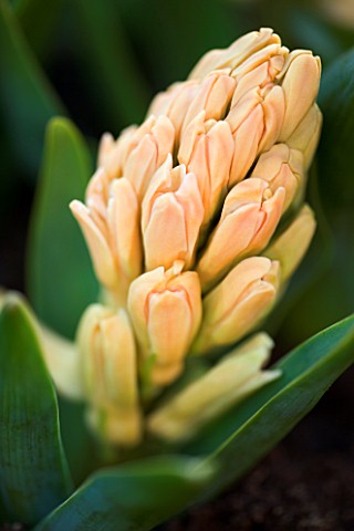 EMERGING_BUDS_OF_HYACINTH_GIPSY_QUEEN