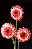 THREE RED AND WHITE GERBERAS AGAINST BLACK BACKGROUND