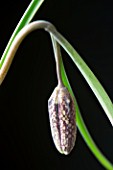 EMERGING BUDS OF FRITILLARIA MELEAGRIS (SNAKES HEAD FRITILLARY) AGAINST BLACK BACKGROUND