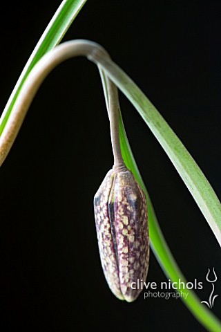 EMERGING_BUDS_OF_FRITILLARIA_MELEAGRIS_SNAKES_HEAD_FRITILLARY_AGAINST_BLACK_BACKGROUND