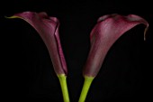 TWO PURPLE ARUM LILIES AGAINST A BLACK BACKGROUND