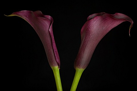 TWO_PURPLE_ARUM_LILIES_AGAINST_A_BLACK_BACKGROUND