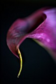 PURPLE ARUM LILY AGAINST A BLACK BACKGROUND