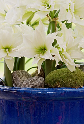 BLUE_GLAZED_CONTAINER_PLANTED_WITH_AMARYLLIS_DUBBEL_WIT