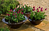 RICKYARD BARN  NORTHAMPTONSHIRE: COPPER CONTAINERS IN SPRING PLANTED WITH TULIP APRICOT BEAUTY AND TULIP NEGRITA