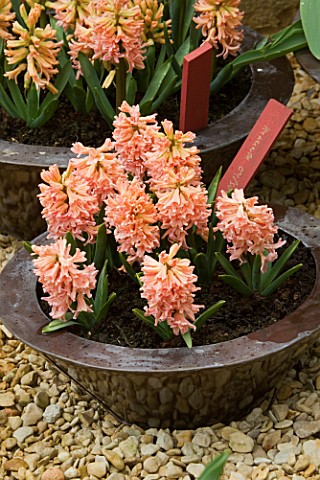 RICKYARD_BARN__NORTHAMPTONSHIRE_COPPER_CONTAINERS_PLANTED_WITH_HYACINTH_GYPSY_QUEEN