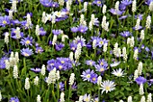 PLANT COMBINATION: ANEMONE BLANDA BLUE SHADES AND MUSCARI BOTRYOIDES ALBUM. KEUKENHOF GARDENS  HOLLAND