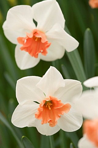 NARCISSUS_PERFECT_LADY