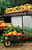 A WHEELBARROW FILLED WITH AMERICAN PUMPKINS IN THE UPTONS YARD WITH SQUASHES AND MARROWS ON SHED ROOF.