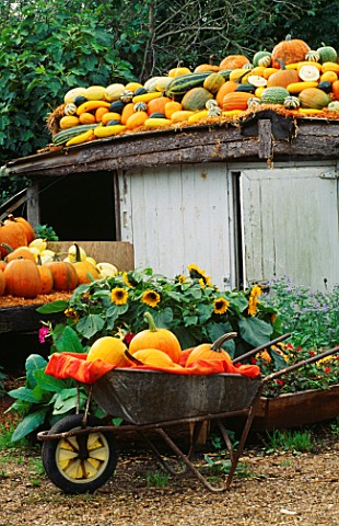 A_WHEELBARROW_FILLED_WITH_AMERICAN_PUMPKINS_IN_THE_UPTONS_YARD_WITH_SQUASHES_AND_MARROWS_ON_SHED_ROO