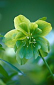HELLEBORUS TORQUATUS HYBRID GREEN DOUBLE: HERTFORDSHIRE HELLEBORES. FRESH  NEW GROWTH  SPRING  FLOWER