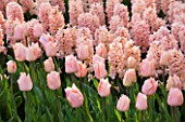 PLANT COMBINATION: HYACINTH GIPSY QUEEN AND TULIP APRICOT BEAUTY