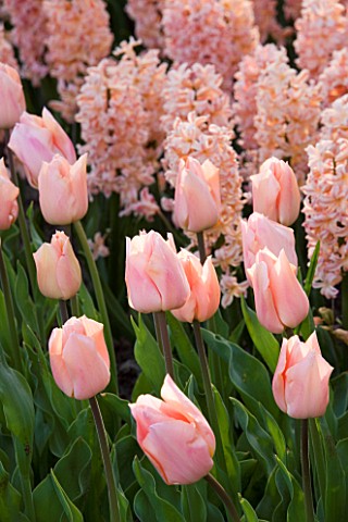 PLANT_COMBINATION_HYACINTH_GIPSY_QUEEN_AND_TULIP_APRICOT_BEAUTY