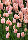 PLANT COMBINATION: HYACINTH GIPSY QUEEN AND TULIP APRICOT BEAUTY