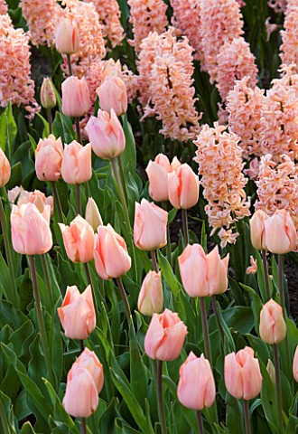 PLANT_COMBINATION_HYACINTH_GIPSY_QUEEN_AND_TULIP_APRICOT_BEAUTY