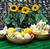 DWARF SUNFLOWERS STAND BEHIND BOWLS OF CROWN OF THORNS GOURDS  MIXED ORNAMENTAL GOURDS AND PATTY PAN SQUASHES