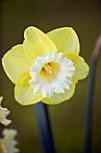 NARCISSUS PINEAPPLE PRINCE