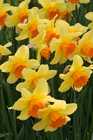 NARCISSUS_FORTISSIMO