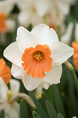 NARCISSUS_CHROMACOLOR