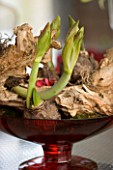 EMERGING BUDS OF AMARYLLIS IN RED GLASS BOWL ON TABLE
