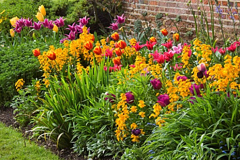 CHENIES_MANOR_HOUSE__BUCKINGHAMSHIRE_BORDER_WITH_TULIPS_AND_WALLFLOWERS_IN_SPRING