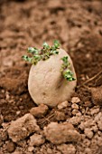 A CHITTED POTATO READY FOR PLANTING