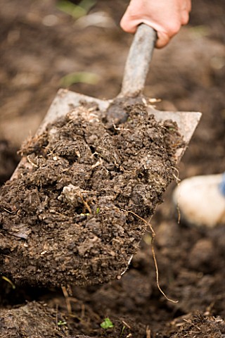 CLARE_MATTHEWS_DIGGING_COMPOST_WITH_A_SPADE