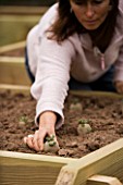 CLARE MATTHEWS POTAGER/ VEGETABLE PROJECT: PLANTING OUT A CHITTED POTATO INTO A RAISED BED. VARIETY IS SWIFT. HAND  SOIL  NURTURING  NURTURE