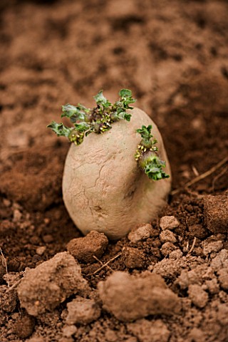 CHITTED_POTATO_READY_TO_BE_PLANTED