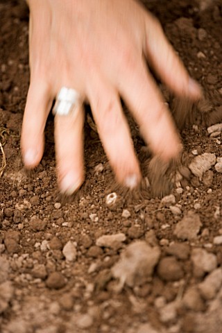 CLARE_MATTHEWS_PLANTING_OUT_A_CHITTED_POTATO_VARIETY_IS_SWIFT_HAND__SOIL