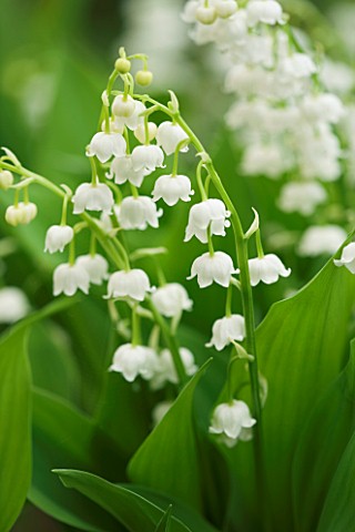 CONVALLARIA_MAJALIS_BORDEAUX__LILY_OF_THE_VALLEY