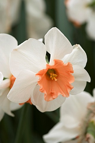 NARCISSUS_PERFECT_LADY