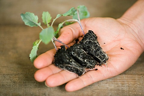SPINACH_PLUG_PLANTS_IN_HAND