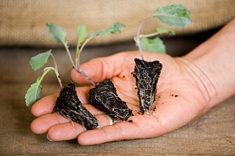 SPINACH_PLUG_PLANTS_IN_HAND