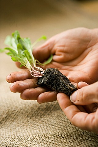 HAND_HOLDING_SPINACH_PLUG_PLANTS