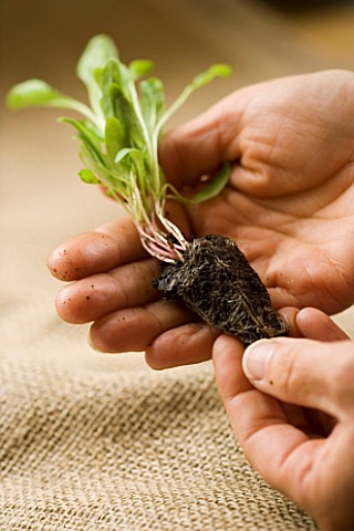 HAND_HOLDING_SPINACH_PLUG_PLANTS