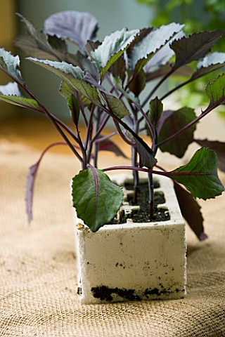 PURPLE_CABBAGE_IN_POLYSTYRENE_TRAY