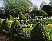 CHENIES MANOR GARDEN  BUCKINGHAMSHIRE:THE SUNDIAL BED IN SPRING WITH BOX TOPIARY ANS TULIP DREAMING GIRL