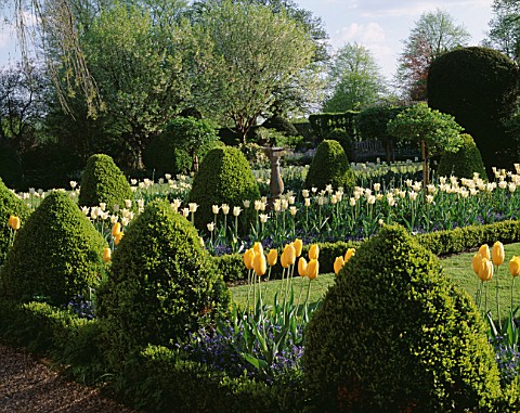 CHENIES_MANOR_GARDEN__BUCKINGHAMSHIRETHE_SUNDIAL_BED_IN_SPRING_WITH_BOX_TOPIARY_ANS_TULIP_DREAMING_G