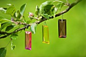 DESIGNER: CLARE MATTHEWS - COLOURED GLASS DECORATIONS HANGING FROM APPLE TREE. DECORATIVE