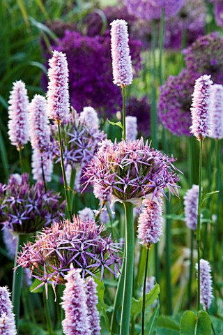 PETTIFERS__OXFORDSHIRE_DAWN_LIGHT_ON_BORDER_PLANTED_WITH_ALLIUM_CHRISTOPHII_AND_PERSICARIA_AFFINIS_S
