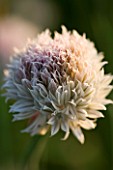PETTIFERS  OXFORDSHIRE: WHITE CHIVE (ALLIUM) FROM GRAHAM GOUGH AT MARCHANTS HARDY PLANTS
