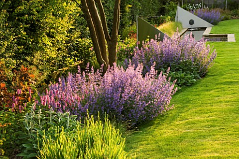 RICHARD_JACKSONS_GARDEN_EVENING_LIGHT_ON_LAWN_AND_BORDER_PLANTED_WITH_NEPETA_WALKERS_LOW__PERSICARIA