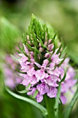 DACTYLORHIZA FUCHSII - COMMON SPOTTED ORCHID