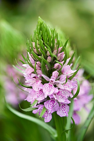 DACTYLORHIZA_FUCHSII__COMMON_SPOTTED_ORCHID