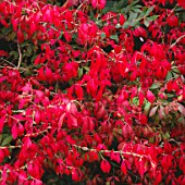 RICH CRIMSON FOLIAGE OF EUONYMUS ALATUS (WINGED SPINDLE) IN AUTUMN