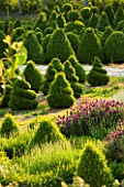 BELLAMONT TOPIARY  BRIDE VALLEY  DORSET: TOPIARY AND LAVENDER