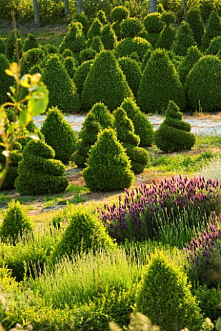 BELLAMONT_TOPIARY__BRIDE_VALLEY__DORSET_TOPIARY_AND_LAVENDER
